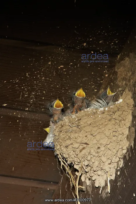  : Barn Swallow chicks