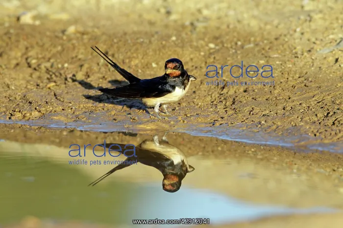 : Barn Swallow - collecting nest material from puddle : Barn Swallow - collecting nest material from puddle