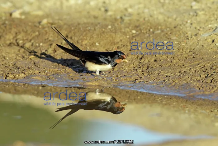 : Barn Swallow - collecting nest material from puddle : Barn Swallow - collecting nest material from puddle