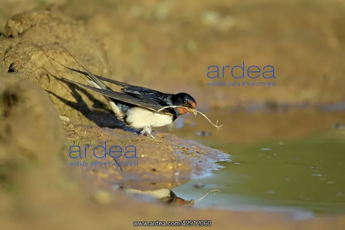 : Barn Swallow - collecting nest material from puddle : Barn Swallow - collecting nest material from puddle