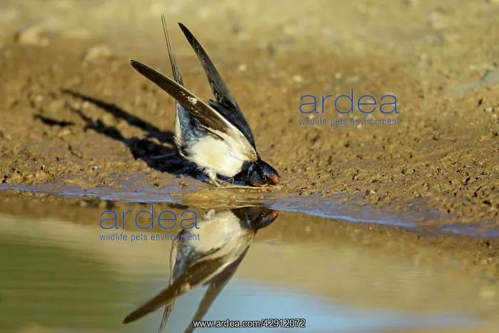 : Barn Swallow - collecting nest material from puddle : Barn Swallow - collecting nest material from puddle