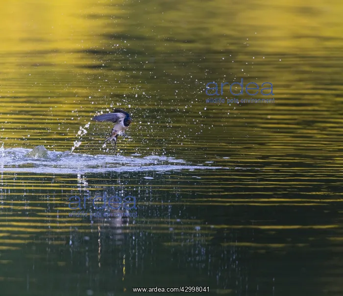 : Barn Swallow - emerging from lake after taking a : Barn Swallow - emerging from lake after taking a