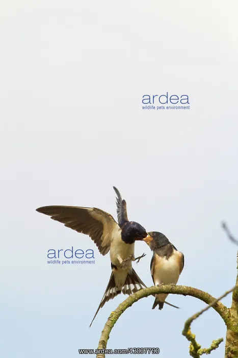 : Barn Swallow feeding young Bedfordshire, UK 17289 : Barn Swallow feeding young Bedfordshire, UK 17289