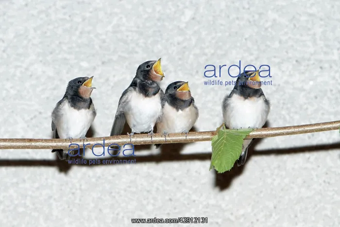 : Barn Swallow - fledgelings begging for food : Barn Swallow - fledgelings begging for food