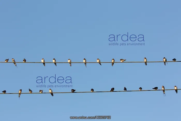 : Barn Swallow - flock resting on overhead wires - : Barn Swallow - flock resting on overhead wires -