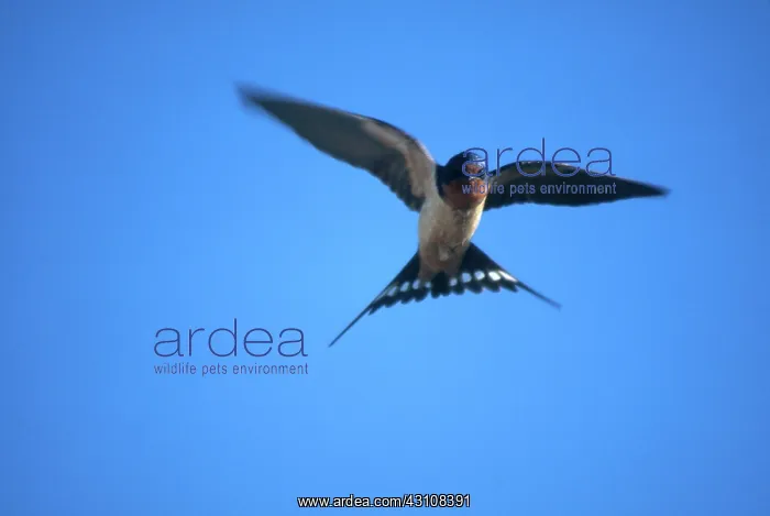 : Barn Swallow Flying : Barn Swallow Flying
