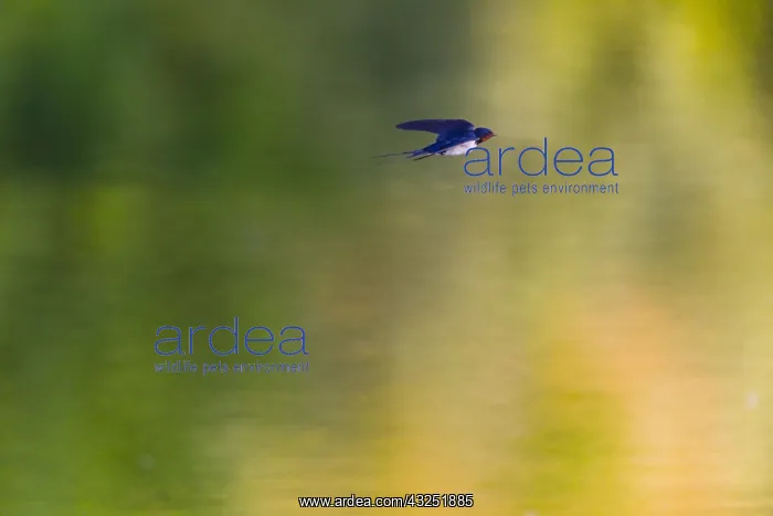 : Barn Swallow - flying over lake, North Hessen, Germany : Barn Swallow - flying over lake, North Hessen, Germany