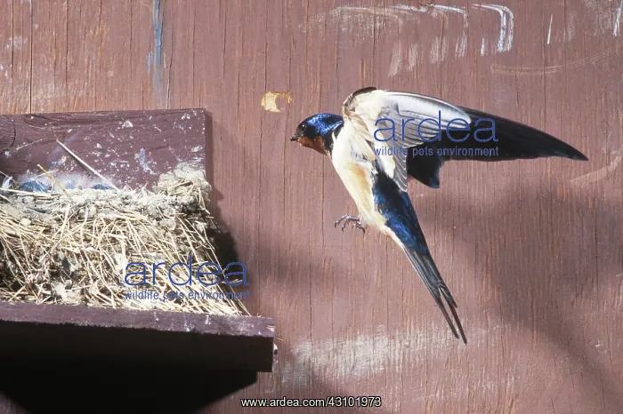 : Barn Swallow flying to nest : Barn Swallow flying to nest