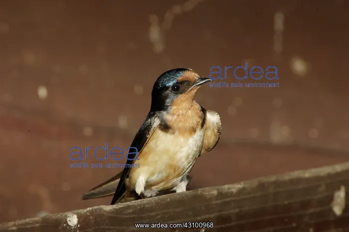: Barn Swallow (Hirundo rustica) adult : Barn Swallow (Hirundo rustica) adult