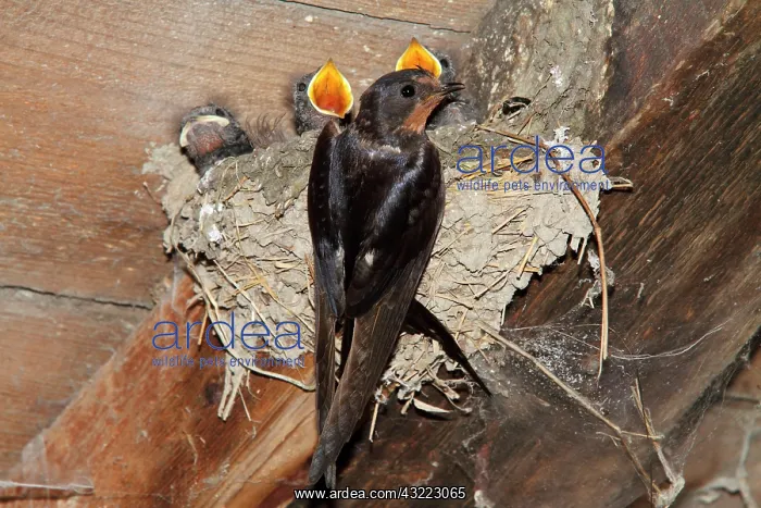 : Barn swallow (Hirundo rustica), adult with chicks : Barn swallow (Hirundo rustica), adult with chicks