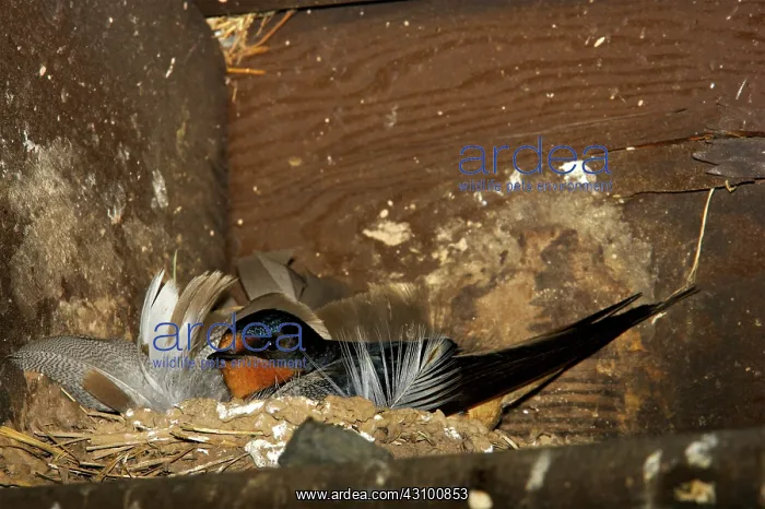 : Barn Swallow (Hirundo rustica) adult at nest : Barn Swallow (Hirundo rustica) adult at nest
