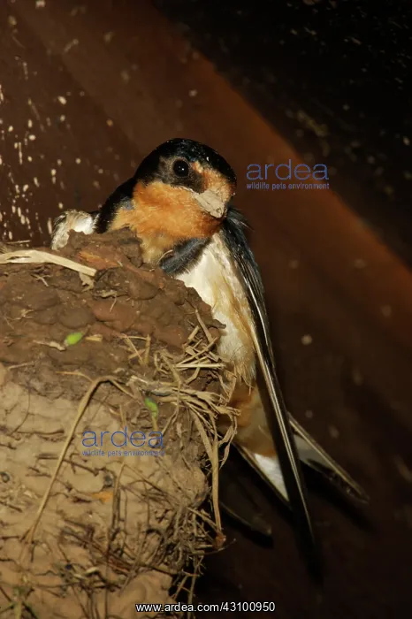 : Barn Swallow (Hirundo rustica) adult at nest : Barn Swallow (Hirundo rustica) adult at nest
