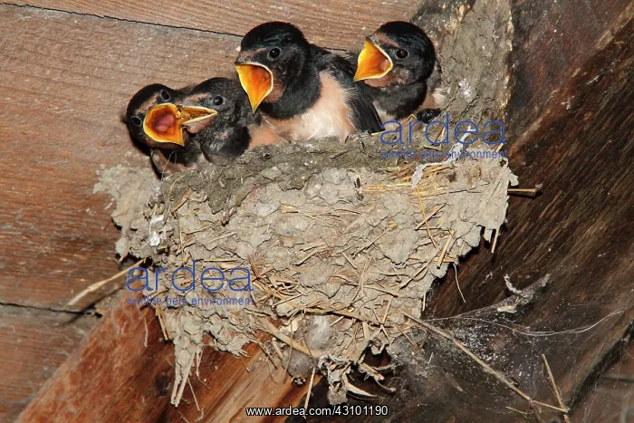: Barn swallow (Hirundo rustica), chicks at nest : Barn swallow (Hirundo rustica), chicks at nest