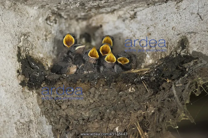 : Barn Swallow (Hirundo rustica) chicks in nest begging for food : Barn Swallow (Hirundo rustica) chicks in nest begging for food