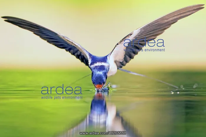 : Barn swallow (Hirundo rustica) drinking in flight : Barn swallow (Hirundo rustica) drinking in flight