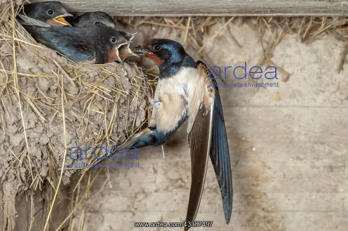 : Barn swallow (Hirundo rustica) feeding its chicks : Barn swallow (Hirundo rustica) feeding its chicks