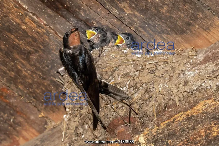 : Barn swallow (Hirundo rustica), feeding the young : Barn swallow (Hirundo rustica), feeding the young