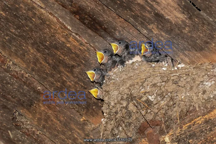 : Barn swallow (Hirundo rustica), five fledglings : Barn swallow (Hirundo rustica), five fledglings