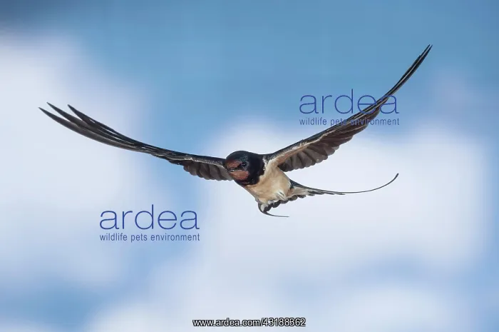 : Barn swallow (Hirundo rustica), in flight, Thuringia : Barn swallow (Hirundo rustica), in flight, Thuringia
