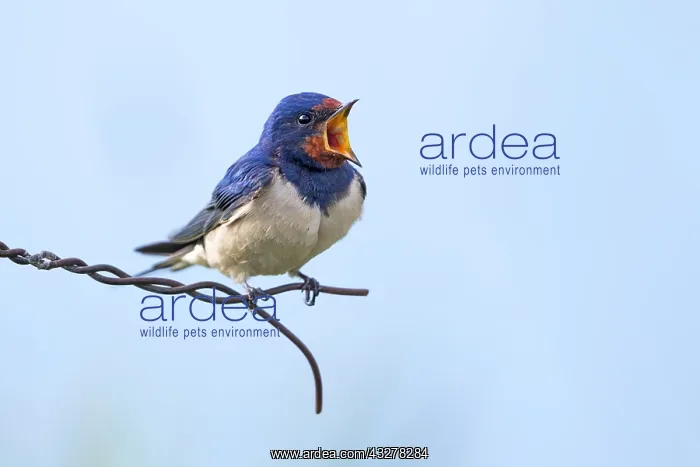 : Barn Swallow (Hirundo rustica) perched on wire : Barn Swallow (Hirundo rustica) perched on wire