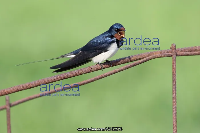 : Barn Swallow (Hirundo rustica) singing on a fence : Barn Swallow (Hirundo rustica) singing on a fence