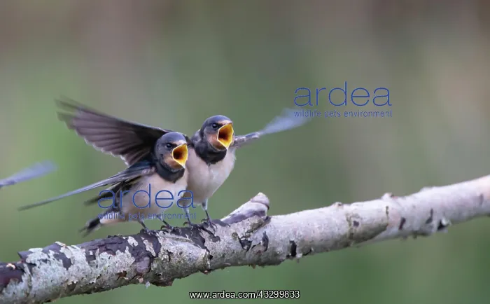 : Barn Swallow (Hirundo rustica) Young birds begging for food : Barn Swallow (Hirundo rustica) Young birds begging for food