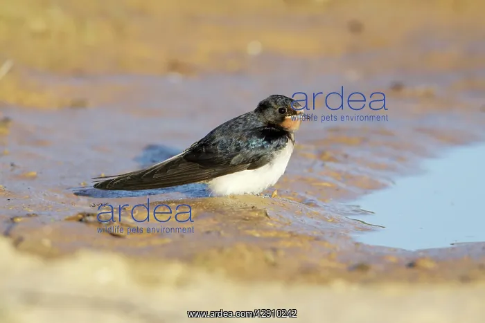 : Barn Swallow - juvenile resting beside puddle : Barn Swallow - juvenile resting beside puddle