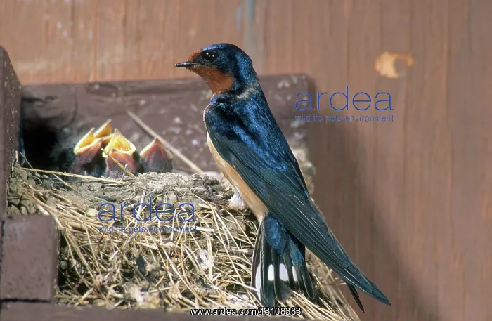 : Barn Swallow at Nest : Barn Swallow at Nest