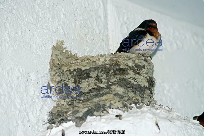 : Barn Swallow at Nest : Barn Swallow at Nest