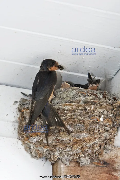 : Barn Swallow - at nest with food : Barn Swallow - at nest with food