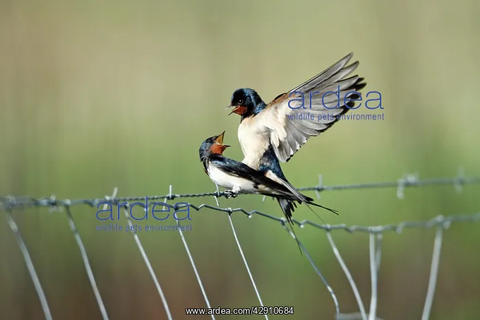 : Barn Swallow - pair mating on fence : Barn Swallow - pair mating on fence