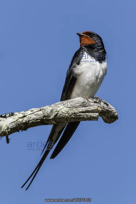 : Barn Swallow - perched on a branch - Kainuu, Finland : Barn Swallow - perched on a branch - Kainuu, Finland