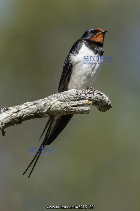 : Barn Swallow - perched on a branch - Kainuu, Finland : Barn Swallow - perched on a branch - Kainuu, Finland