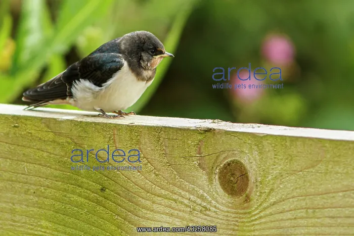 : Barn Swallow - perched on a fence - England, UK : Barn Swallow - perched on a fence - England, UK
