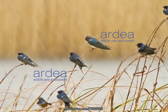 : Barn Swallow perched on long grass under the rain : Barn Swallow perched on long grass under the rain