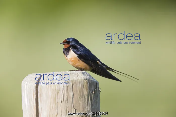 : Barn Swallow - perched on post, being bitten by : Barn Swallow - perched on post, being bitten by
