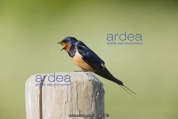 : Barn Swallow - perched on post singing, being bitten : Barn Swallow - perched on post singing, being bitten