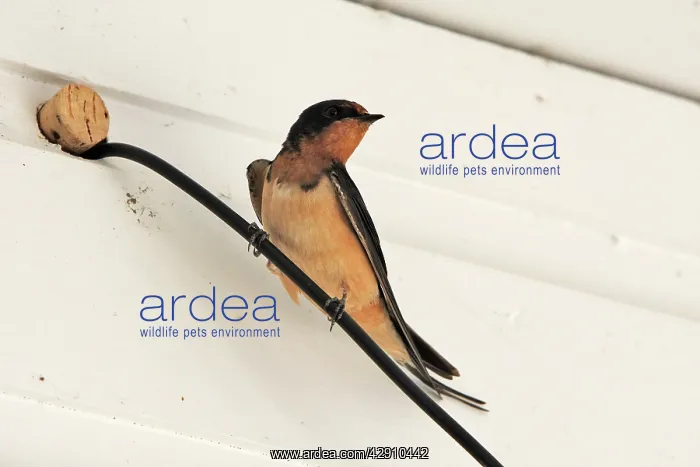 : Barn Swallow - perched on wire : Barn Swallow - perched on wire