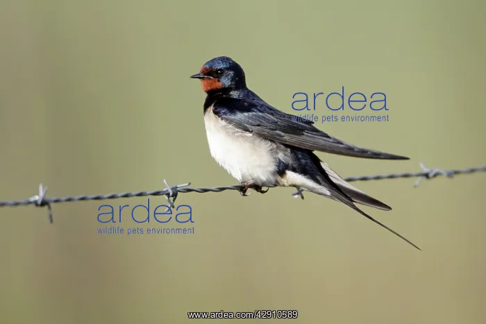 : Barn Swallow - resting on fence : Barn Swallow - resting on fence