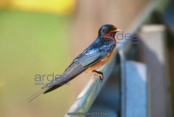 : Barn Swallow - showing North American chest colouration : Barn Swallow - showing North American chest colouration