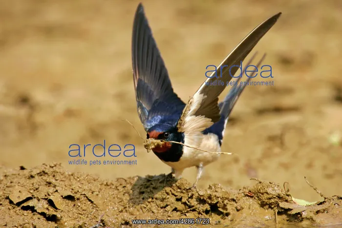 : Barn Swallow - single individual collecting clay : Barn Swallow - single individual collecting clay