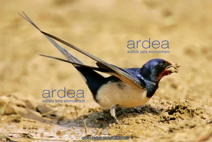 : Barn Swallow - single individual collecting clay : Barn Swallow - single individual collecting clay