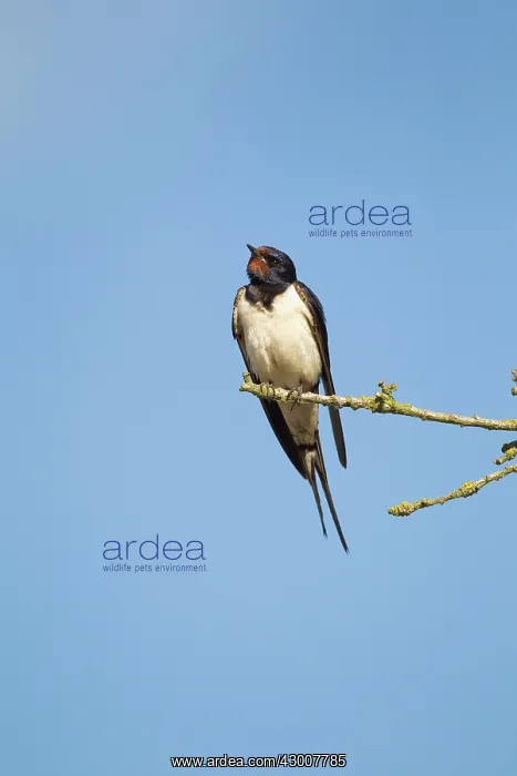 : Barn Swallow on twig Bedfordshire, UK 17275 : Barn Swallow on twig Bedfordshire, UK 17275