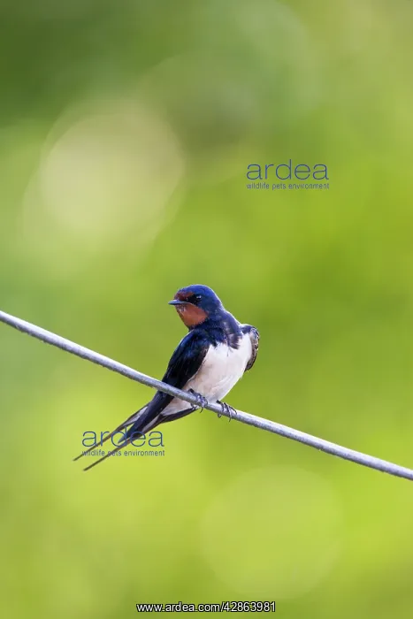 : Barn Swallow - On wire : Barn Swallow - On wire