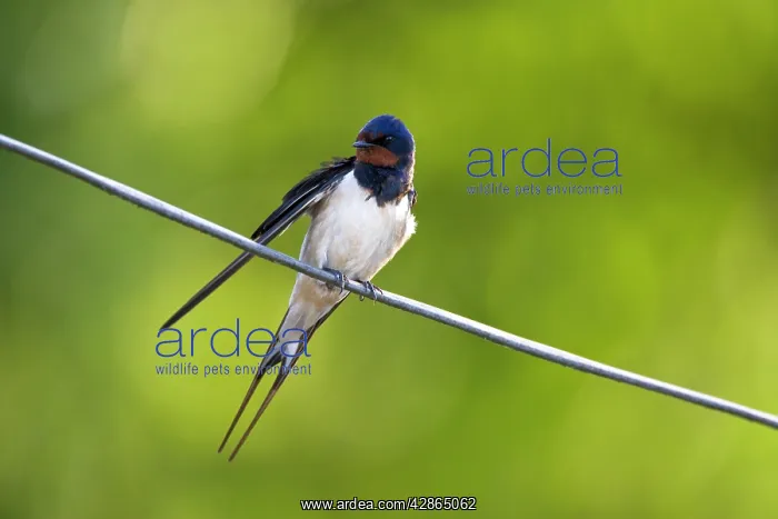 : Barn Swallow - On wire : Barn Swallow - On wire