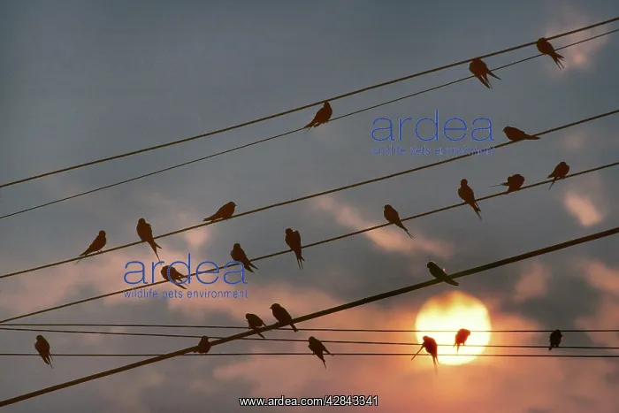 : Barn Swallow - on wire by sunset : Barn Swallow - on wire by sunset