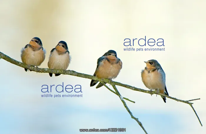 : Barn swallows, Hirundo rustica, Stanley : Barn swallows, Hirundo rustica, Stanley