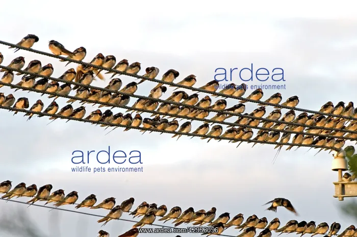  : Barn Swallows - massing on electricity cables prior
