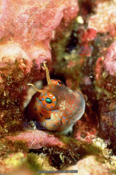 : Barnacle Blenny : Barnacle Blenny