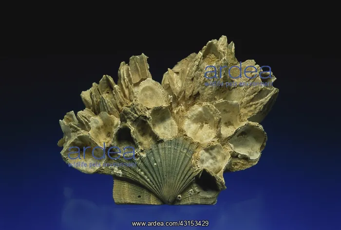 : Barnacle Fossils : Barnacle Fossils